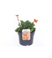 Geum coccineum Tosai
