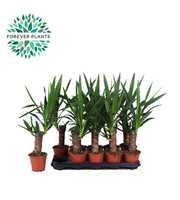 Yucca p12, 20 cm (1+ KOP)