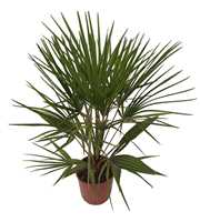 chamaerops humilis