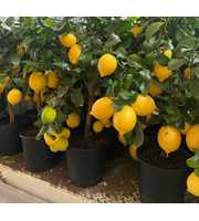 citrus