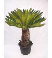 Cycas