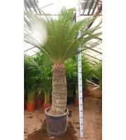 cycas revoluta