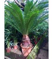 cyca revoluta