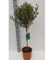 olea europaea