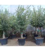 olea europaea