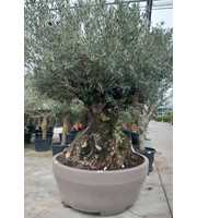 olea eurpaea