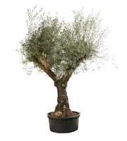 olea europaea