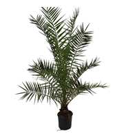 phoenix canariensis