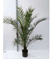 phoenix canariensis