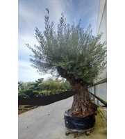 olea europaea