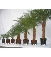 phoenix roebelenii hydro