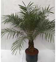 PHOENIX ROEBILINI HYDRO