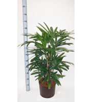 RHAPIS EXCELSA HY