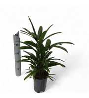 RHAPIS EXCELSA HY