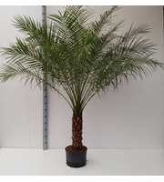 PHOENIX ROEBILINI HYDRO