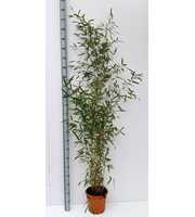 Phyllostachys aurea