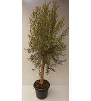 olea europaea