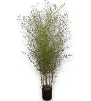 Phyllostachys aurea