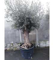 olea europaea