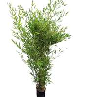 Phyllostachys bissetii