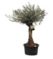 olea europaea