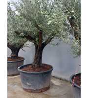 olea europaea
