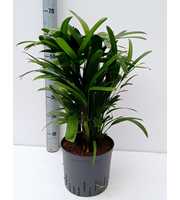 Rhapis excelsa hy