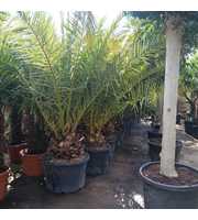 phoenix canariensis