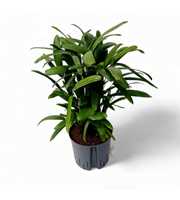 RHAPIS EXCELSA HY