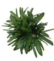 rhapis excelsa hy