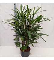 RHAPIS EXCELSA HY
