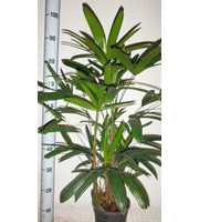 rhapis