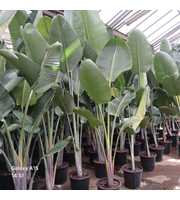strelitzia nic