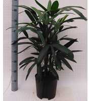 Rhapis excelsa hy