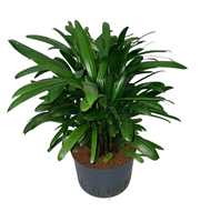RHAPIS EXCELSA HY