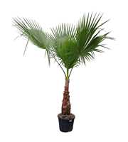 Washingtonia filifera