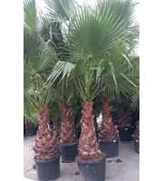 Washingtonia filifera