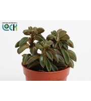 Peperomia Silver Spark tanz