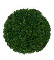 Buxus sempervirens Bol    p28 (t)  35-40 ©