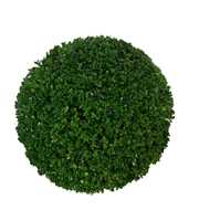 Buxus sempervirens Bol p24 (th) 30-35 ©