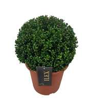 Ilex crenata 'Convexa' Bol  p24 (th) 30-35 ©
