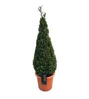 Ilex conv. Caroline Upright Piramiden p26(t) 70-80