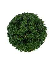 Ilex crenata 'Convexa' Bol p20 (th) 25-30 ©