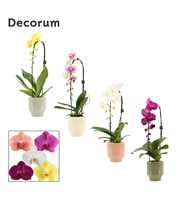 Phalaenopsis cascade 1 tak mix in Pato (Deco-colle