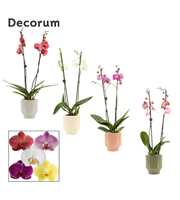 Phalaenopsis 2 tak 16+ mix in Pato (Deco-collectio