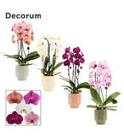 Phalaenopsis cascade 2 tak mix in Pato (Deco colle