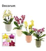 Phalaenopsis dazzling melange 3-4 tak in Pato (Dec