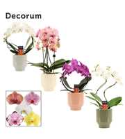 Phalaenopsis vormen mix 2 tak in Pato (Deco-collec