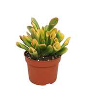 Crassula TRICOLOR horntree 10,5 cm