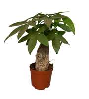 Pachira Trunk
